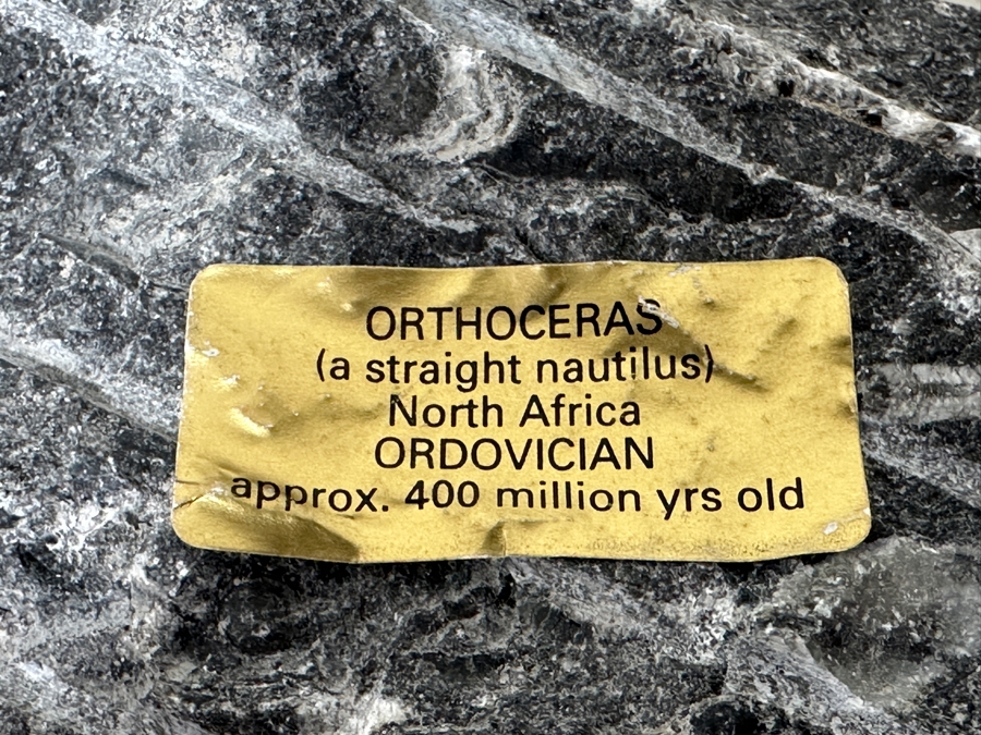 Just Added - Pair Of Fossils: Orthoceras Nautilus From North Africa And Promicroceras Planicosta From Lower Lias Dorset England [Photo 7]