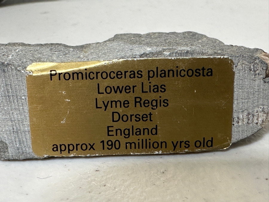 Just Added - Pair Of Fossils: Orthoceras Nautilus From North Africa And Promicroceras Planicosta From Lower Lias Dorset England [Photo 6]