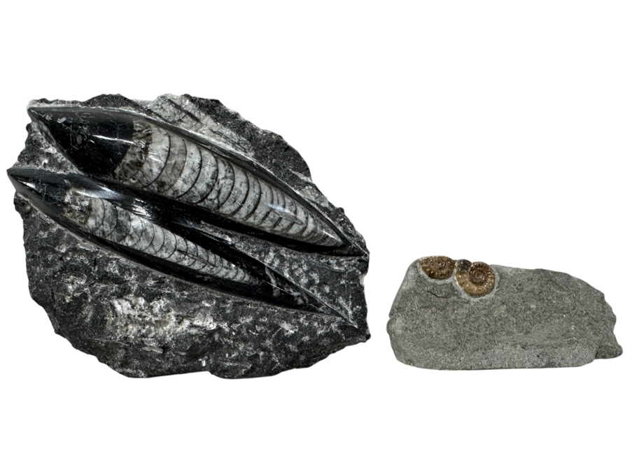 Just Added - Pair Of Fossils: Orthoceras Nautilus From North Africa And Promicroceras Planicosta From Lower Lias Dorset England