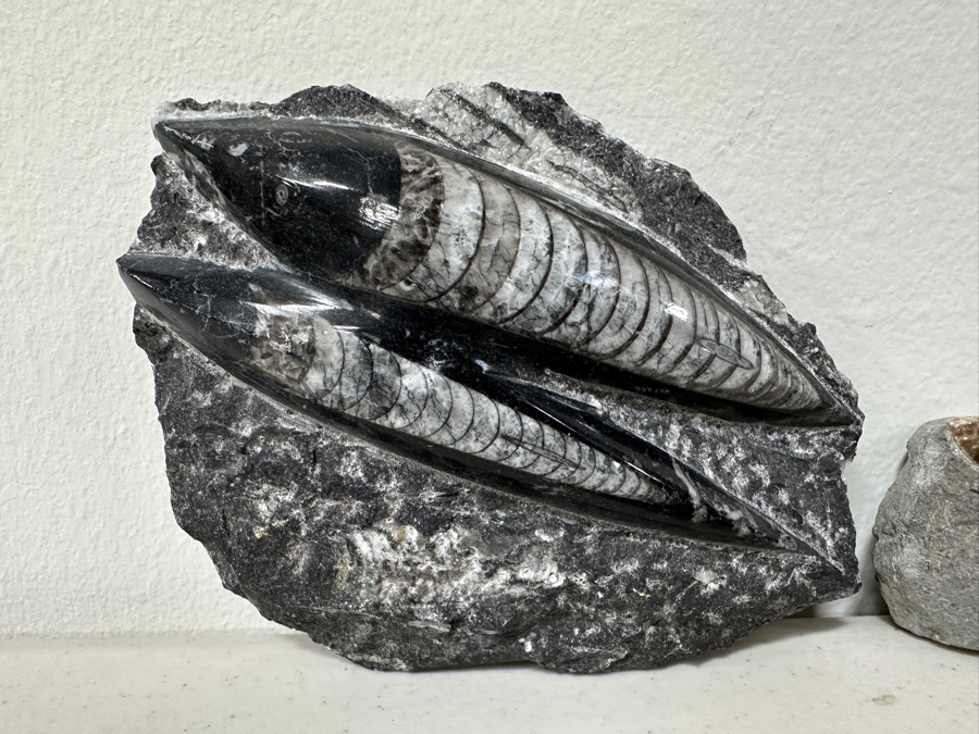 Just Added - Pair Of Fossils: Orthoceras Nautilus From North Africa And Promicroceras Planicosta From Lower Lias Dorset England [Photo 2]
