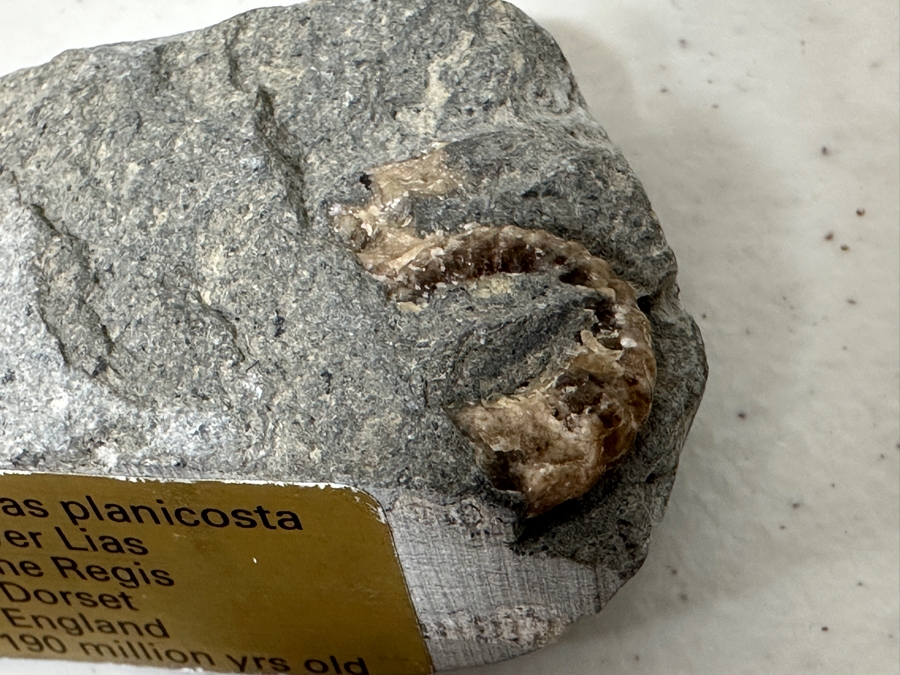 Just Added - Pair Of Fossils: Orthoceras Nautilus From North Africa And Promicroceras Planicosta From Lower Lias Dorset England [Photo 5]