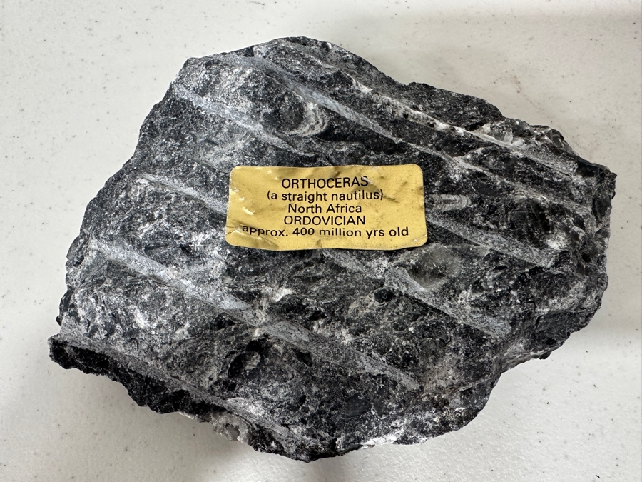 Just Added - Pair Of Fossils: Orthoceras Nautilus From North Africa And Promicroceras Planicosta From Lower Lias Dorset England [Photo 8]