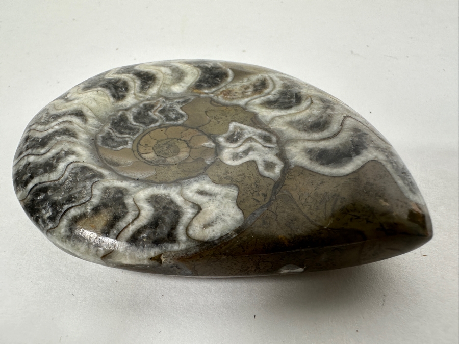 Fossilized Ammonite Shell 2.75' [Photo 2]