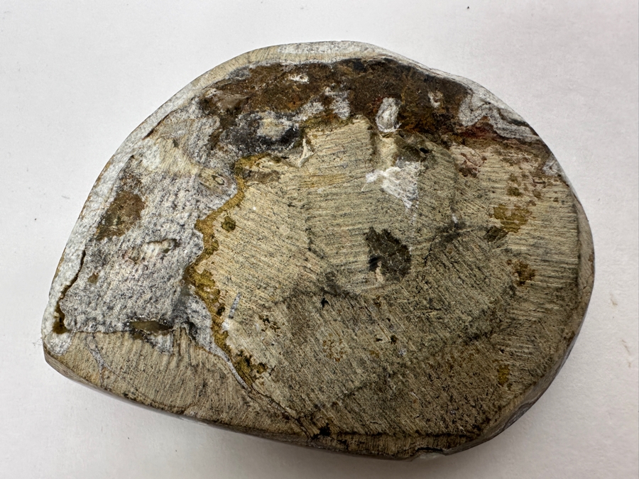Fossilized Ammonite Shell 2.75' [Photo 3]