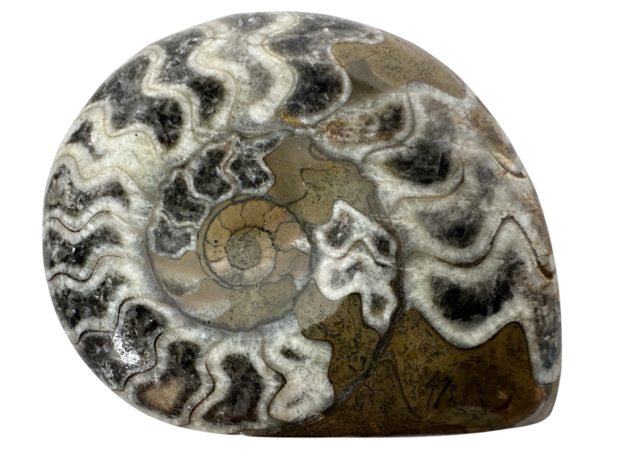 Fossilized Ammonite Shell 2.75'