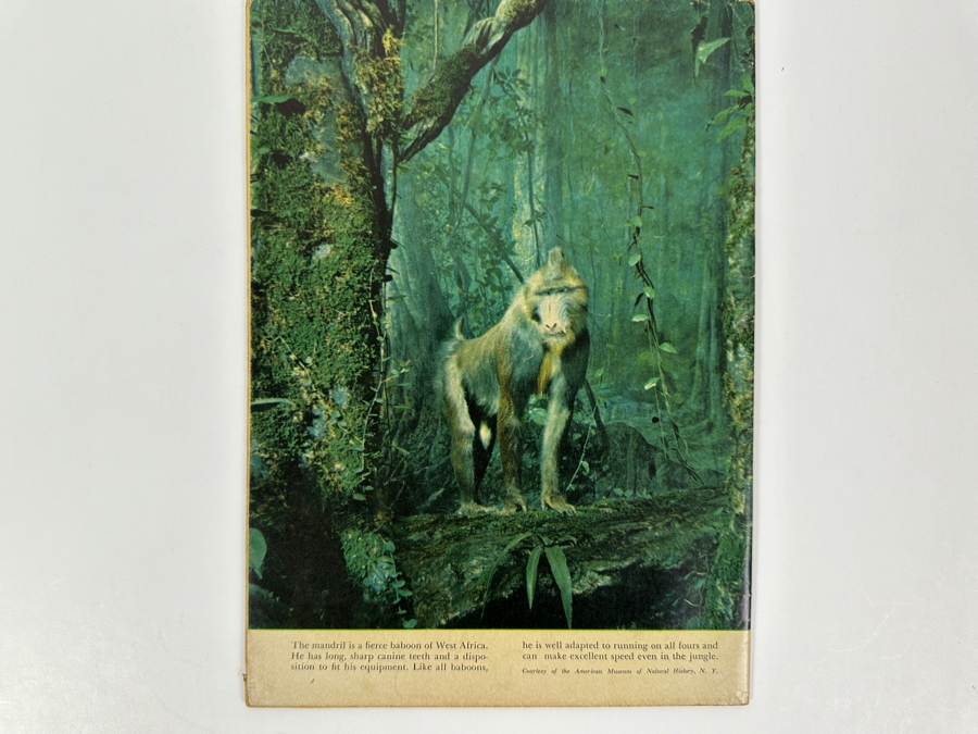 Dell Comics Edgar Rice Burrough's Tarzan #25 Vintage 1951 10 Cent Comic Book [Photo 2]