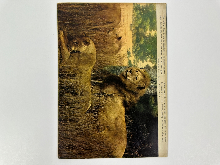 Dell Comics Edgar Rice Burrough's Tarzan #29 Vintage 1952 10 Cent Comic Book [Photo 2]