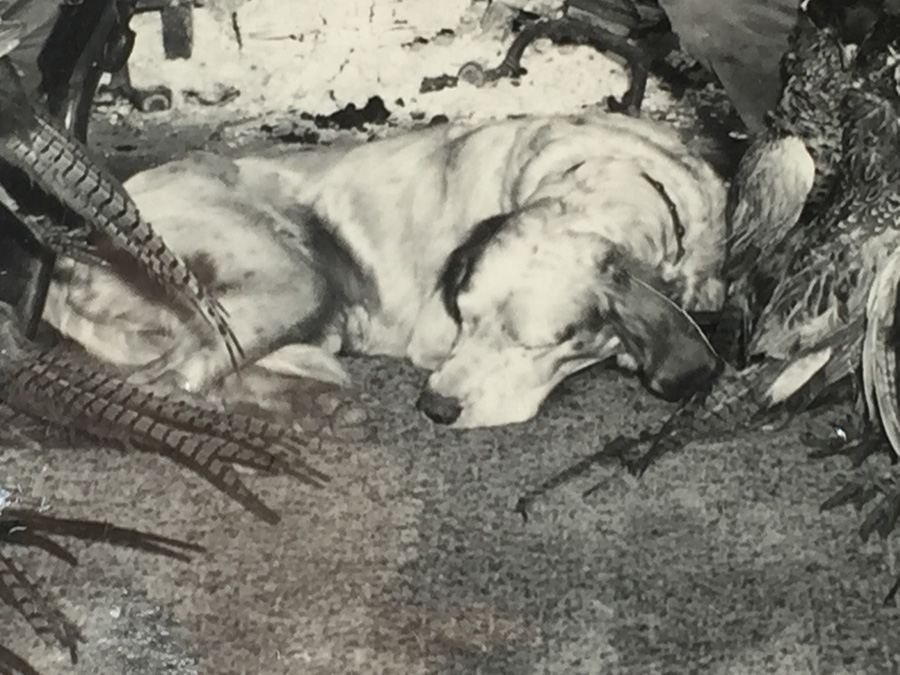 Vintage B&W Hunting Photograph With Worn Out Dog [Photo 4]