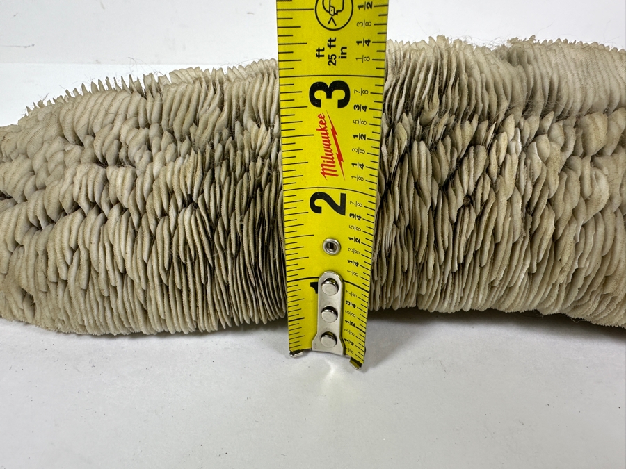 Slipper Tongue Coral 14.5'W x 5'D x 3'H [Photo 8]