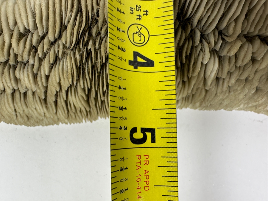 Slipper Tongue Coral 14.5'W x 5'D x 3'H [Photo 7]