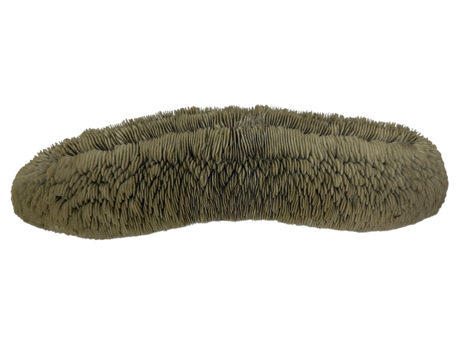 Slipper Tongue Coral 14.5'W x 5'D x 3'H
