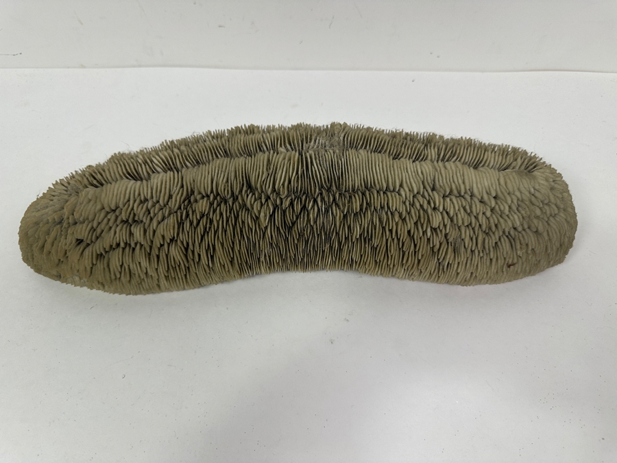 Slipper Tongue Coral 14.5'W x 5'D x 3'H [Photo 2]