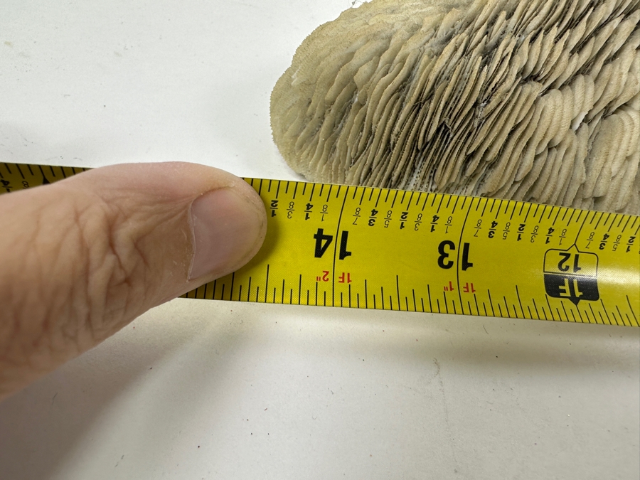 Slipper Tongue Coral 14.5'W x 5'D x 3'H [Photo 6]