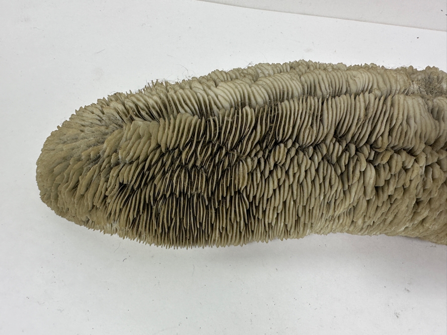 Slipper Tongue Coral 14.5'W x 5'D x 3'H [Photo 4]