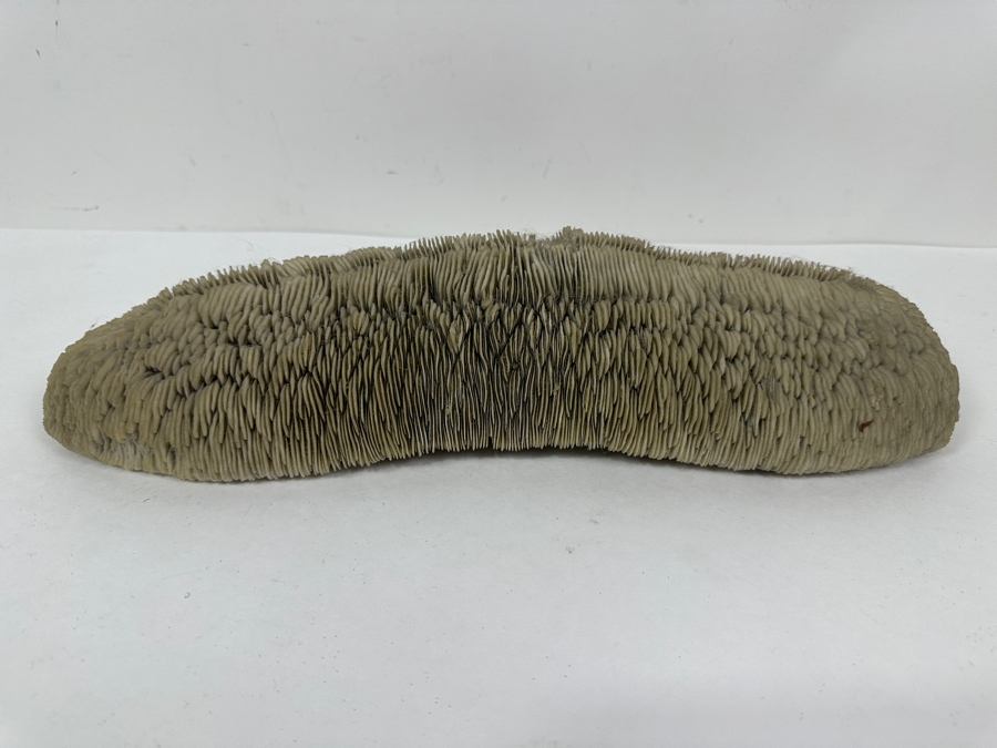 Slipper Tongue Coral 14.5'W x 5'D x 3'H [Photo 3]