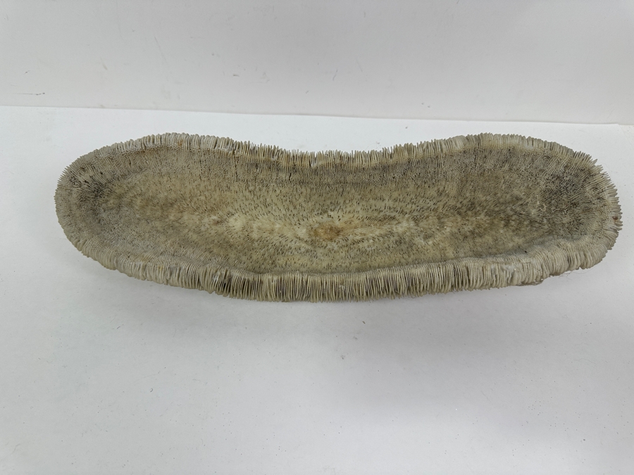 Slipper Tongue Coral 14.5'W x 5'D x 3'H [Photo 5]