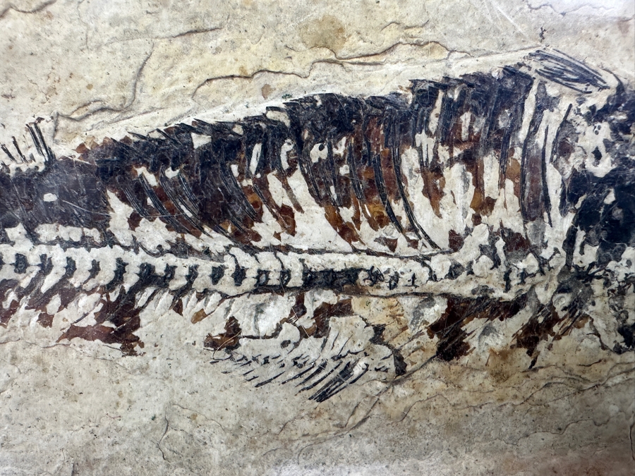 Framed Fish Fossil 9.5' x 6' [Photo 4]