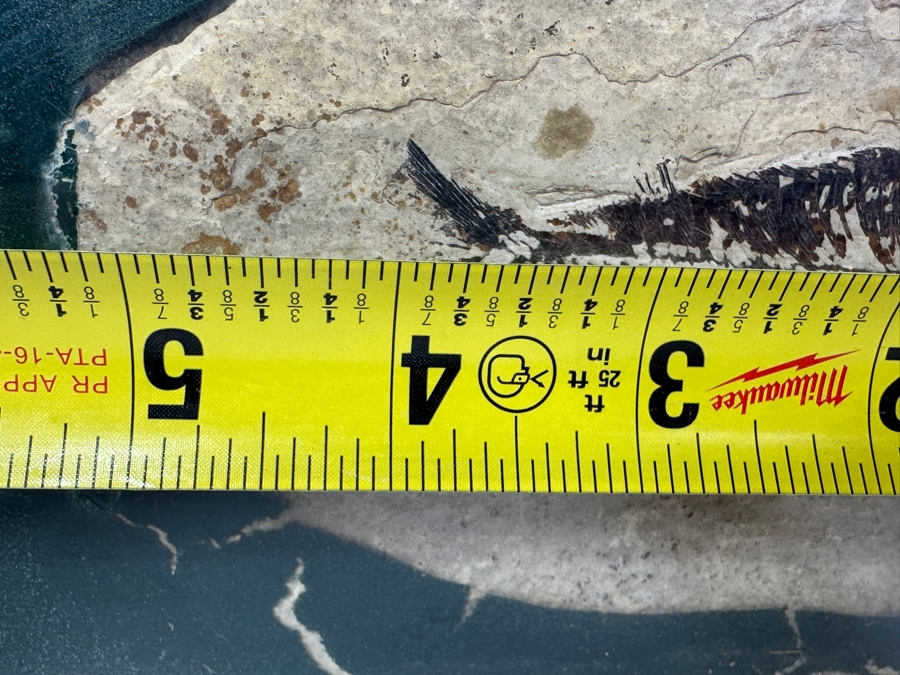 Framed Fish Fossil 9.5' x 6' [Photo 6]