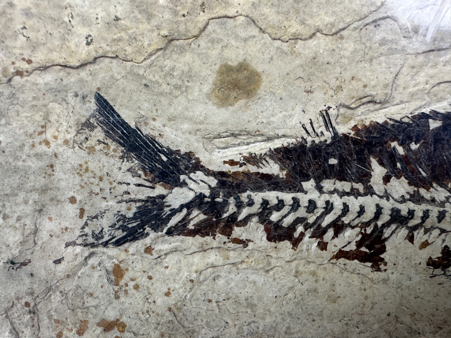 Framed Fish Fossil 9.5' x 6' [Photo 5]