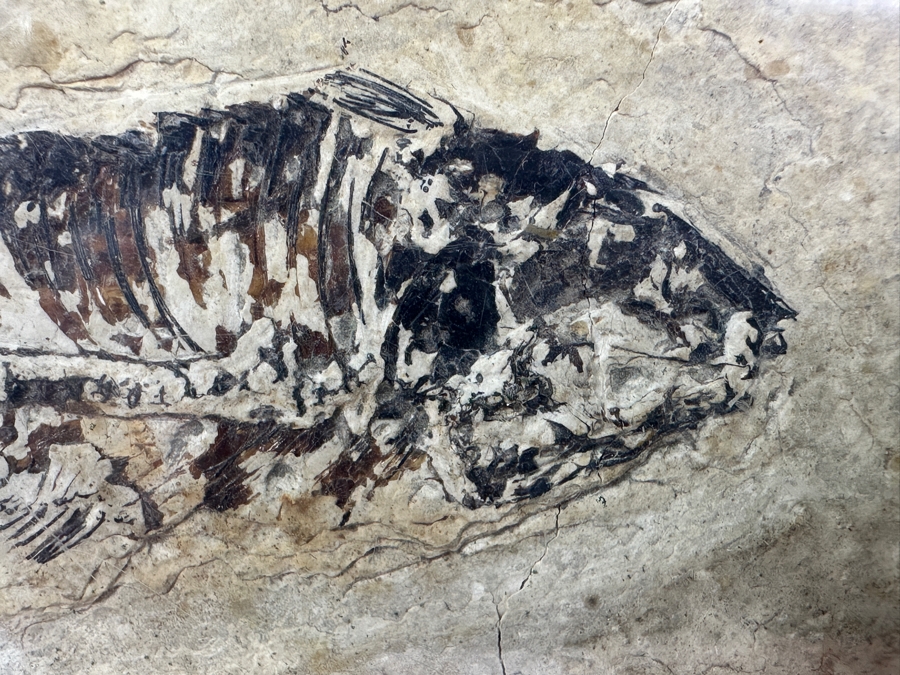 Framed Fish Fossil 9.5' x 6' [Photo 3]