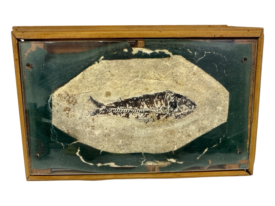 Framed Fish Fossil 9.5' x 6' [Photo 2]