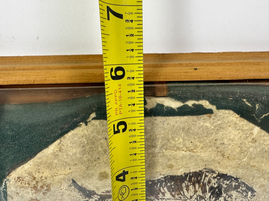 Framed Fish Fossil 9.5' x 6' [Photo 8]