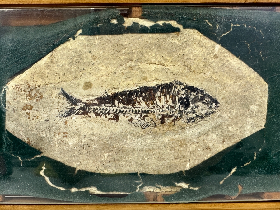 Framed Fish Fossil 9.5' x 6'