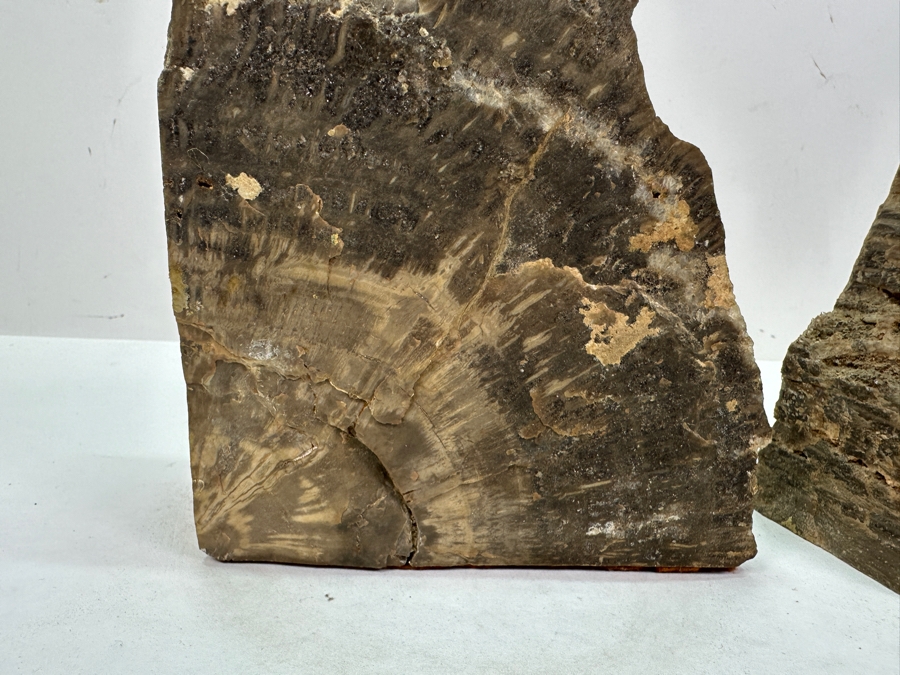 Pair of Petrified Wood Bookends 5.5'W x 6'H [Photo 7]