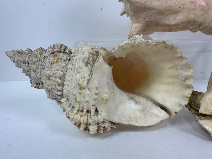 Just Added - (3) Organic Seashells Largest Is 9.5L [Photo 4]