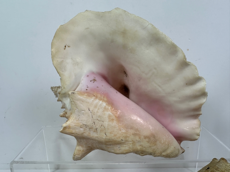 Just Added - (3) Organic Seashells Largest Is 9.5L [Photo 2]