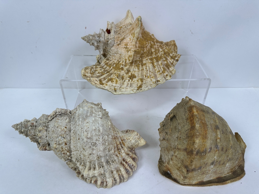 Just Added - (3) Organic Seashells Largest Is 9.5L [Photo 5]