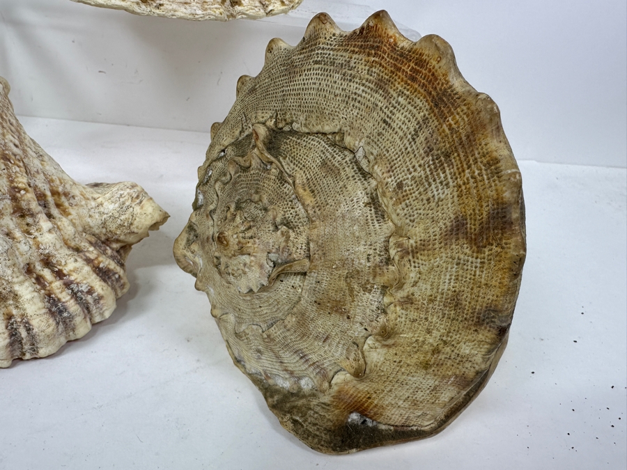 Just Added - (3) Organic Seashells Largest Is 9.5L [Photo 7]
