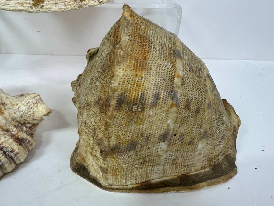 Just Added - (3) Organic Seashells Largest Is 9.5L [Photo 6]