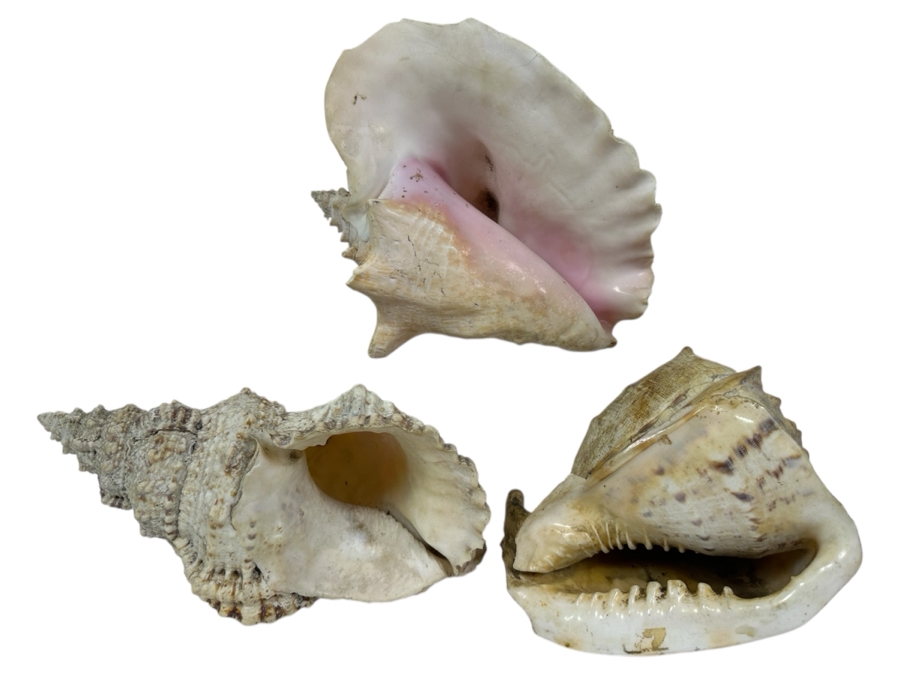 Just Added - (3) Organic Seashells Largest Is 9.5L