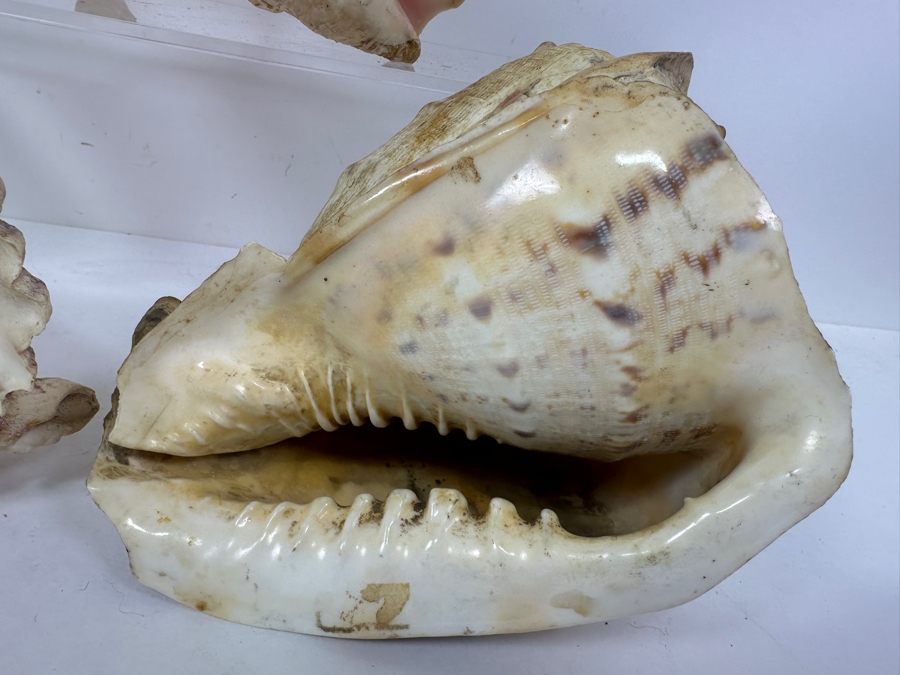 Just Added - (3) Organic Seashells Largest Is 9.5L [Photo 3]