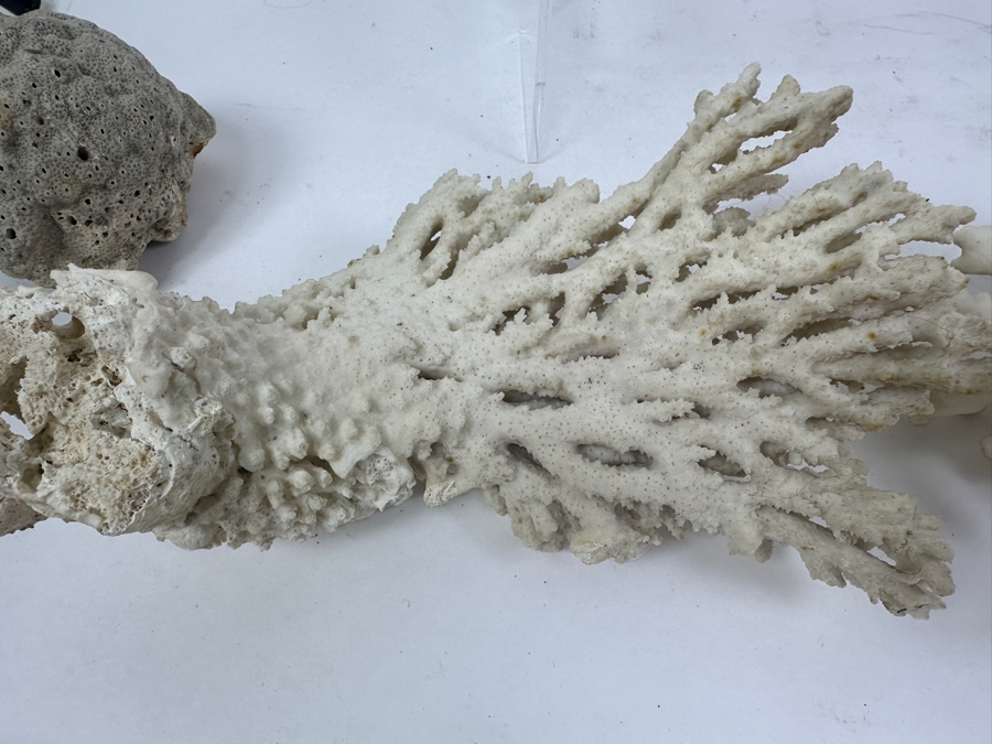 Just Added - (4) Organic Coral Pieces [Photo 11]