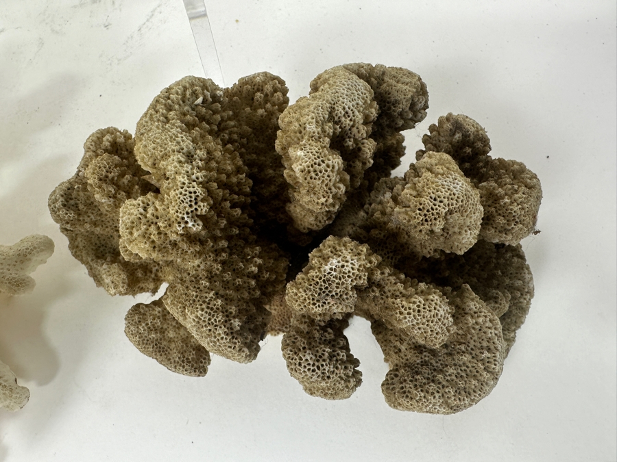 Just Added - (4) Organic Coral Pieces [Photo 7]