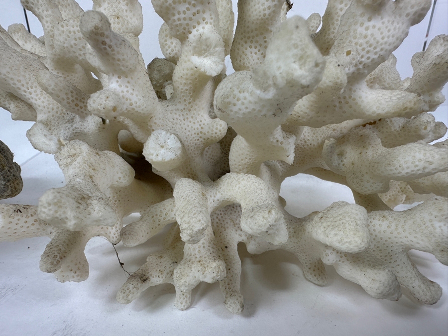 Just Added - (4) Organic Coral Pieces [Photo 5]