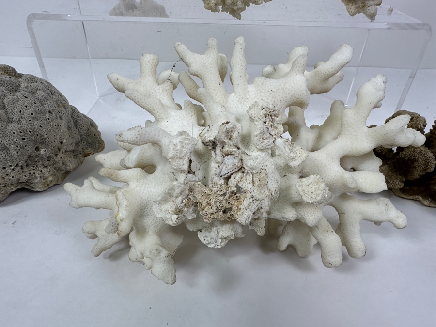 Just Added - (4) Organic Coral Pieces [Photo 9]
