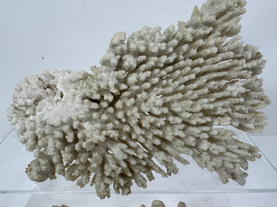 Just Added - (4) Organic Coral Pieces [Photo 2]