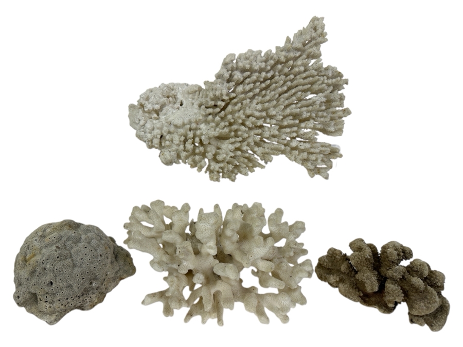 Just Added - (4) Organic Coral Pieces