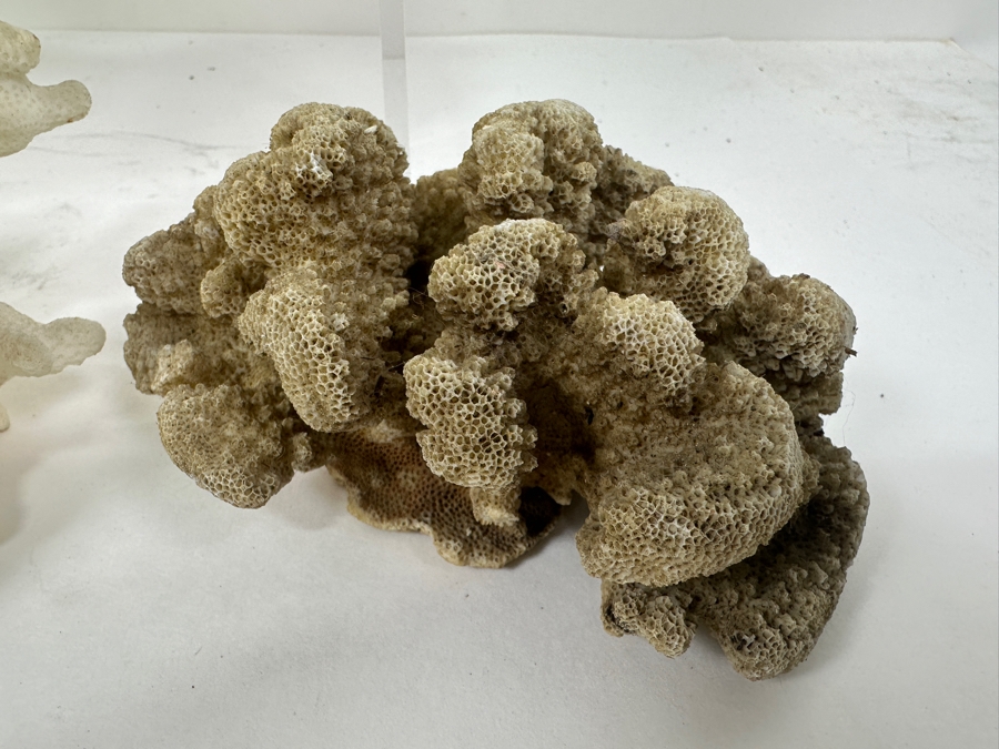Just Added - (4) Organic Coral Pieces [Photo 6]