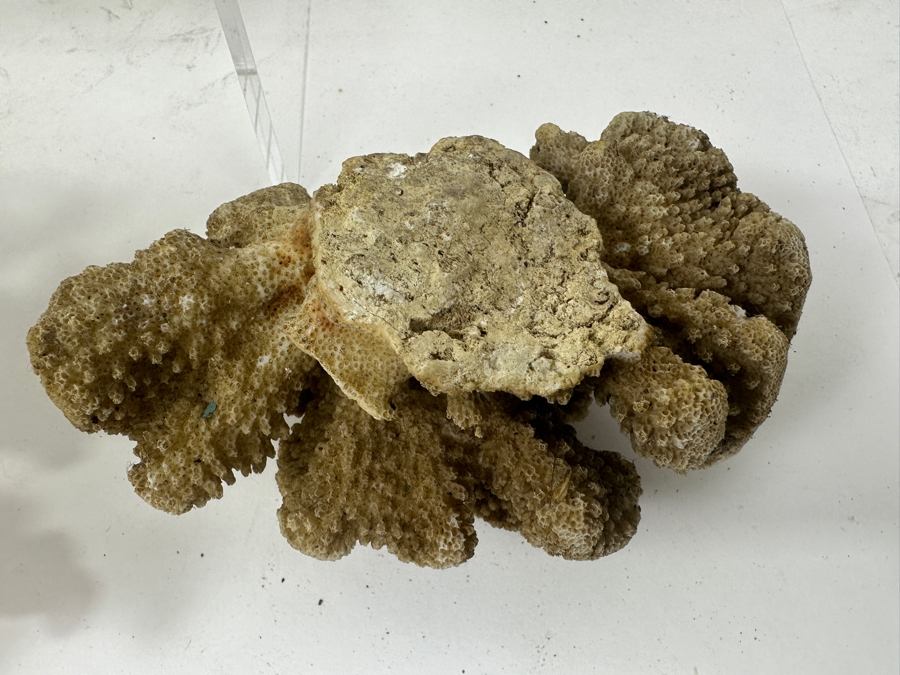 Just Added - (4) Organic Coral Pieces [Photo 10]