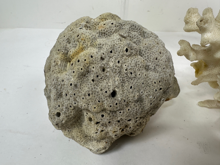 Just Added - (4) Organic Coral Pieces [Photo 8]