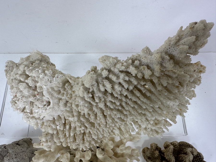 Just Added - (4) Organic Coral Pieces [Photo 3]