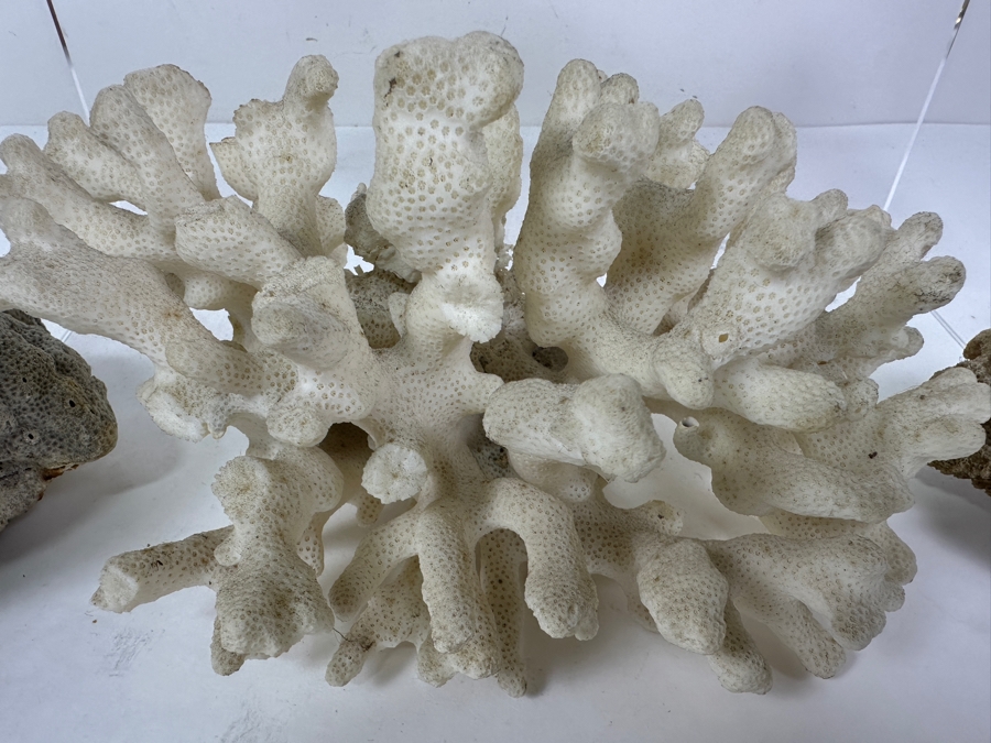 Just Added - (4) Organic Coral Pieces [Photo 4]