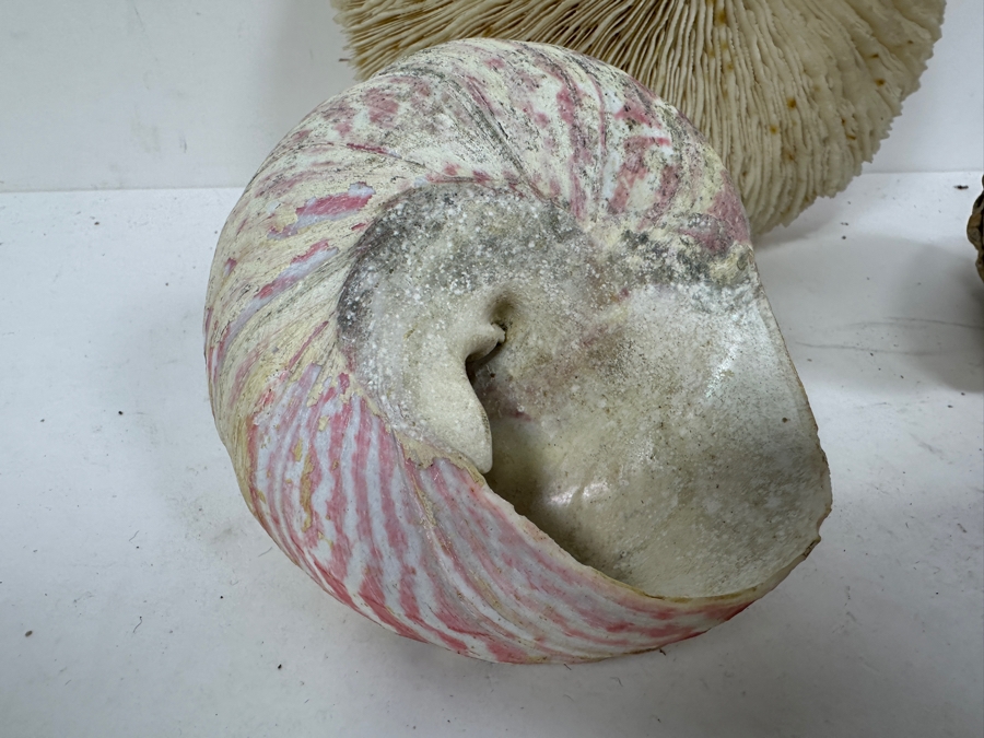 Just Added - (2) Organic Seashells & Mushroom Sea Coral [Photo 4]