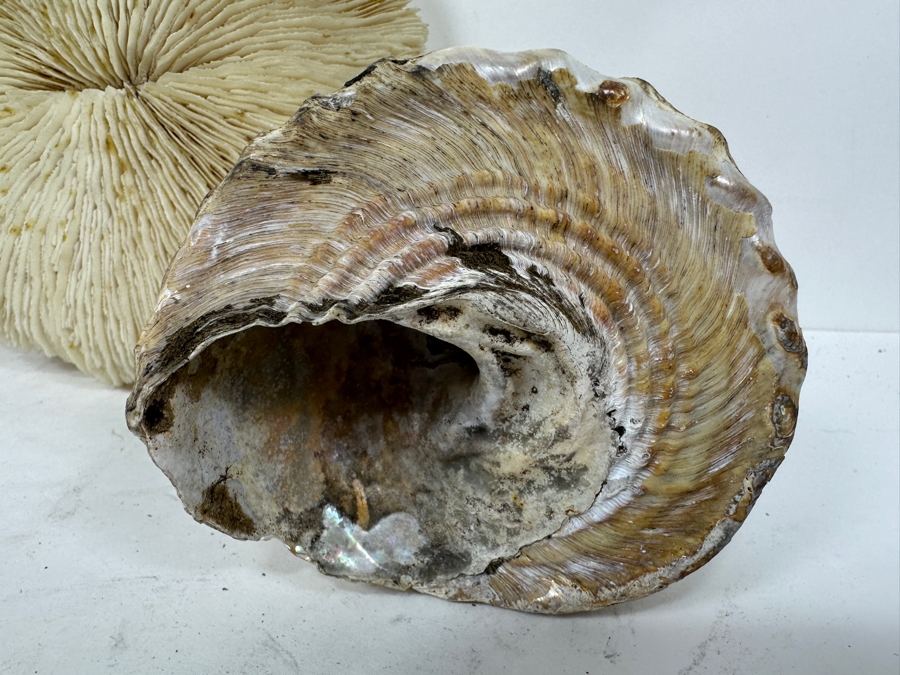 Just Added - (2) Organic Seashells & Mushroom Sea Coral [Photo 3]
