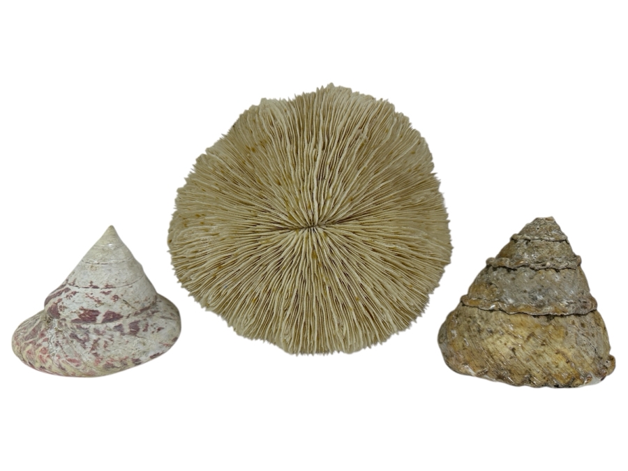 Just Added - (2) Organic Seashells & Mushroom Sea Coral