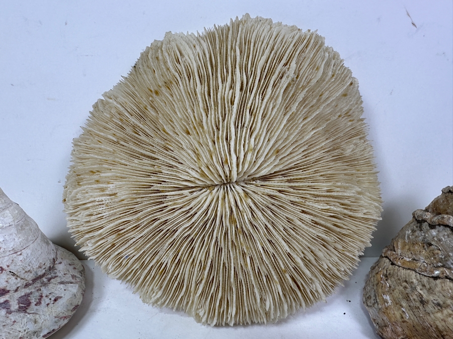 Just Added - (2) Organic Seashells & Mushroom Sea Coral [Photo 2]